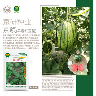 Jingyan academy of agricultural sciences watermelon seed jingxin jingmei sweet king 8424 kirin melon seedless lazy man rock sugar small watermelon seed jingyan jingying 5g