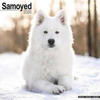 预售  萨摩耶犬2026年挂历 英文原版 进口日历 宠物摄影 狗狗写真 Samoyed Calendar Square Dog Breed Wall