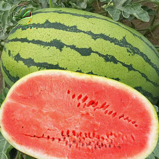 Nongzhizi sweet 4k watermelon seeds early maturing 4k potted plants 4k gifts god of war 2k watermelon seedlings seeds stone lazy king watermelon seeds 50 capsules/bag