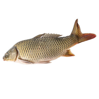 Water fish, fresh carp 1kg/piece