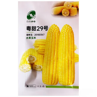 Guo-approved yuetian no. 29 fruit corn seeds fresh sweet corn big cob seeds farmhouse vegetable harvest hefeng yuetian no. 29 fruit corn seeds 1 pack