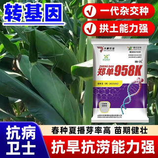 Zhuanghan transgenic academy of agricultural sciences corn seeds upgraded high-yielding insect-resistant sticks lodging-resistant drought-resistant hard grain corn seeds insect-resistant and pest-free 4200 grains genetically modified cap good