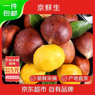 Jingxiansheng dandong fresh chestnut net 3jin jin is equal to 0.5kg single fruit 24mm+ pink and waxy sweet straight from the source