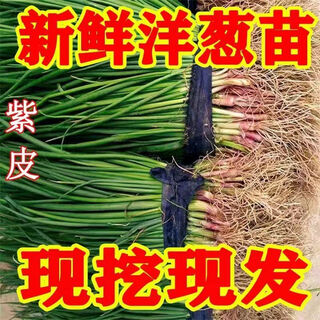 Fruit onion seedlings, purple-skinned onion seedlings, shandong erhong oblate red onion seedlings, purple-skinned onion seedlings, 50 pieces