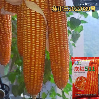 Guangxi corn variety qinghong 511 hard-kernel quality corn seeds are adapted to medium and low altitudes qinghong 511 corn seeds 2jin jin equals 0.5kg/bag