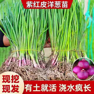 Onion seedlings, shandong purple-skinned onion seedlings, fruit onion seedlings, cold-resistant and easy to live, freshly planted seedlings, dug and sold now, purple-skinned onion seedlings, 20 pieces