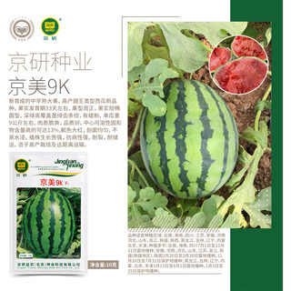 Jingyan academy of agricultural sciences watermelon seed jingxin jingmei sweet king 8424 kirin melon seedless lazy man rock sugar small watermelon seed jingyan jingmei 9k 10g
