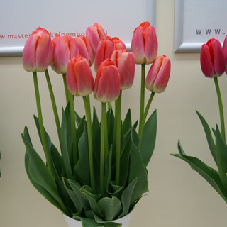 Zuojia garden 5 large tulip bulbs natural balls dutch imported tulip seeds hydroponic soil culture cold-resistant flowers royal orange 5 balls 11-12cm