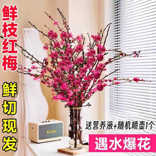 Синсян сухая ветка красной сливы гидропонные цветы новогодние цветы 20 веток красной сливы высотой 60-70 см без горшков прямо из источника