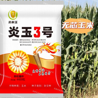 Semences de maïs à rendement stable semences de maïs yanyu n° 3, tiges courtes, tiges rouges, gros bâtons, graines de maïs résistantes à la rouille, à la sécheresse et aux inondations, graines de maïs sans noyau à haut rendement, yanyu n° 3, 5 sacs