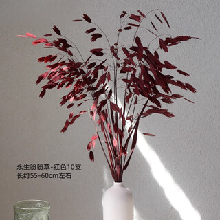 Dried flower preserved flower bouquet, real flower, natural feeling, ins nordic style living room decoration vase, small pan, faro red panpan grass (10 branches), preserved dried flower, dried flower package