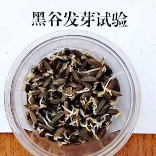 Graines de riz de montagne à haut rendement, graines de riz parfumé de riz noir de montagne, graines de riz résistantes à la sécheresse et aux maladies, période de croissance courte, riz perlé, rendement élevé et résistant à la verse, les graines de riz gluant peuvent être utilisées pour faire des boulettes de riz gluant, des gâteaux de riz gluant, des craquelins de riz, les graines peuvent être conservées en vrac, 1jin jin est égal à 0,5 kg, prix