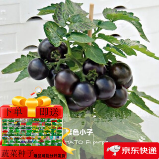 Tomato seeds, dwarf small tomatoes, tomato seedlings, potted plants, balcony potted vegetables and fruits, sown in all seasons, dwarf black tomatoes, 52 pieces selected ++