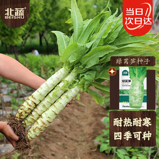 Beishu lettuce seed seedlings, four-season pointed leaf heat-resistant and cold-resistant vegetable seeds, beishu green lettuce seeds 10g