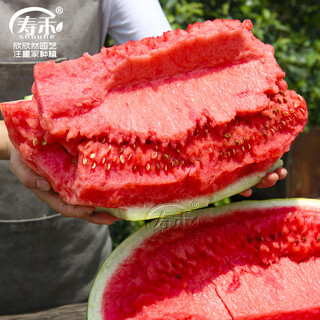 Shouhe lazy man watermelon seed lazy man king melon extra large spring no pruning lazy man fruit seedling southern sweet lazy man watermelon seed 50 capsules x 10 bags/wholesale