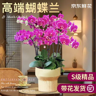 Jingdong flowers phalaenopsis rosa en maceta roja 6 flechas de flores con capullos plantas verdes decoraciones de oficina para sala de estar para ancianos fuente de cabello liso