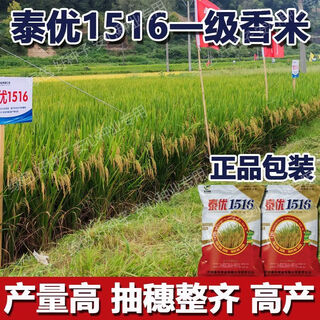 Отборный новый семенной рис Тайю с сильным ароматом и хорошим вкусом. Рис с сильным ароматом. Семена зерна качества taiyou из провинции Сычуань. Оригинальная заводская упаковка. Один Цзинь Цзинь равен 0,5 кг.