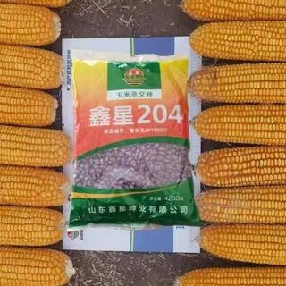 Xinxing 204 желтые устойчивые к болезням, устойчивые к полеганию и стабильно урожайные семена кукурузы золотые палочки, устойчивые к болезням и полеганию xinxing 204 с фиолетовой оболочкой, 4200 капсул