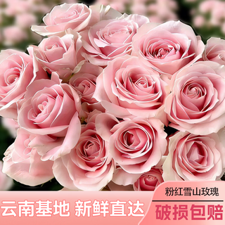 Yunshe's same style pink roses, pink snow mountain flowers, yunnan base direct delivery to the office, flower arrangement, home water cultivation, gift giving, 10 pink snow mountain roses, in sub-zero areas, insulation cotton must be photographed, no frost damage will be accepted, no after-sales service will be accepted