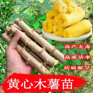 Yishenghuo authentic guangxi huanan no. 9 yellow-heart cassava seedlings, preferred no. 9 yellow-fleshed cassava seedlings, 11 yellow-heart cassava seedlings