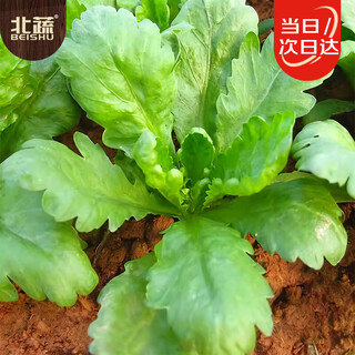 Northern vegetables, large-leaf chrysanthemum seeds, saxifrage chrysanthemum, emperor vegetable seeds, big-leaf chrysanthemum seeds, 15g, about 6700 capsules