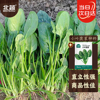 Beishu small-leaf spinach seed seedlings red root authentic spinach winter and spring four-season vegetable seeds small-leaf spinach seeds 20g
