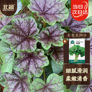Northern vegetables winter vegetable seeds sichuan glutinous rice large-leaf winter amaranth winter spring cold-resistant vegetable seeds winter vegetable seeds 10g