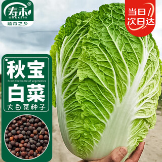 Shouhe chinese cabbage seed seedlings, winter and spring vegetable seeds for field planting, weiyu qiubao cabbage seeds 10g*5 bags