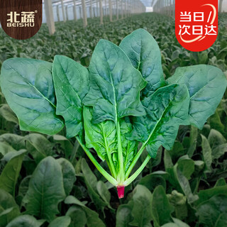 Beishu big leaf spinach seeds red root winter and spring vegetable seeds zhuo crisp red root big leaf spinach seeds 10g