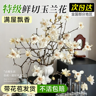 Linya hydroponic magnolia flowers with buds, fresh cut branches, household flower arrangements and green plants, indoor water-cultured flower plants, cold-resistant and easy to grow, fresh cut white magnolia 40-50cm 2 branches + nutrient solution