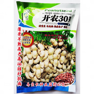 High-end kainong 301 peanut seeds, thin shell, early maturity, high yield, high oil, short stem, disease resistance, sown by farmers in spring and summer, kainong 301 original 500g x 2 bags