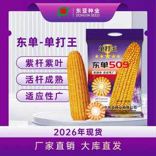 Fuyou east asia seed singles wangdongdan 509 maissamen lila stängel lila blatt lebender stängel ausgereift und breite anpassungsfähigkeit