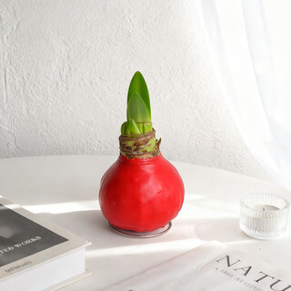 Destined red 1 amaryllis seed bulb imported from peru