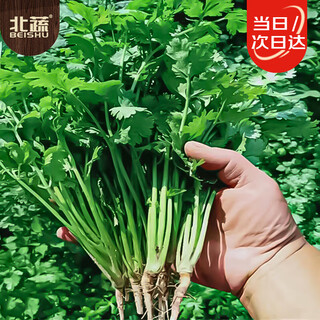 Beishu coriander seed seedlings small leaf coriander winter and spring balcony potted vegetable seeds four seasons coriander seed 900 capsules