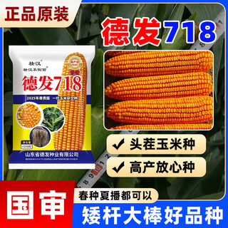 Zhuanghan national approval corn seed short stem lodging resistant drought high yield big stick new variety grain pressing scale maize seed by the academy of agricultural sciences approved by the academy of agricultural sciences 4256 grains big stick resistant to lodging