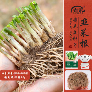 Shouhe leek root seedlings wide-leaf potted vegetable seedlings 80-100 leek roots with fertilizer + green seeds straight from the source