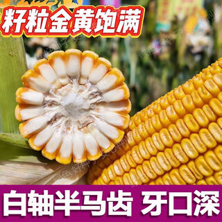 Authentic and original kangnong jade 517 high-yielding hybrid corn seed white-shaft big horse-shaped corn seed stick original factory original fake one will pay ten white shaft big stick original no. 517 one kilogram