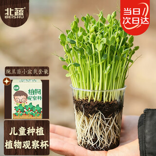 Beishu pea seedling seeds children's potted plant observation fun planting set children's pea seedling small potted plant set