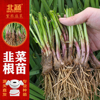Northern vegetable leek root seedlings purple root old varieties with fertilizer for all seasons purple root leek roots 100 plants + 50g fertilizer straight from the source