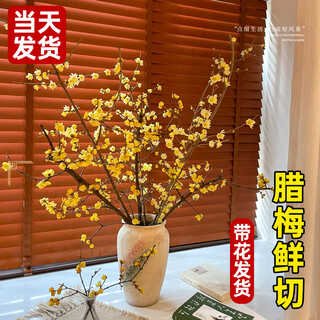 Linya wintersweet flowers fresh cut flowers dried branches wintersweet bouquet new year's eve flowers hydroponic plants living room decoration flower arrangement real flowers special wintersweet branches 40cm 4 branches