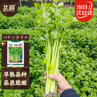 Beishu small parsley seed seedlings farmhouse four-season pot planting green rapeseed four-season small parsley seeds 10g