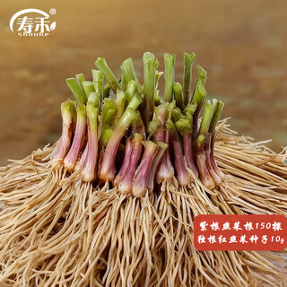 Shouhe leek seed root seedlings wide-leaf four-season vegetable seedlings purple root leek root + leek seed 10g straight from the source