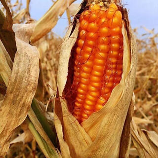 Old varieties of yellow corn kernels, self-saved seeds. farmers’ stupid corn seeds can be self-saved. old corn seeds (500g)