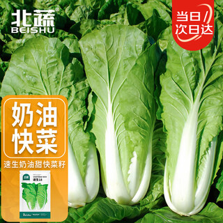 Beishu kuaicai seeds quick-growing creamy cabbage spring vegetable seeds fast-growing 18 cabbage seeds 10g about 3800 grains