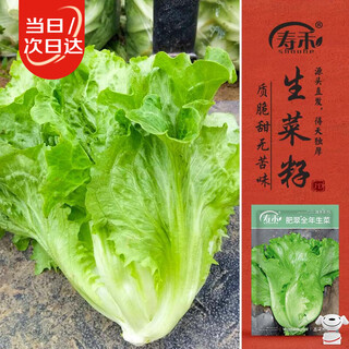 Shouhe lettuce seed seedlings for four seasons home potted vegetable seeds weifeng feicui year-round lettuce seeds 11g