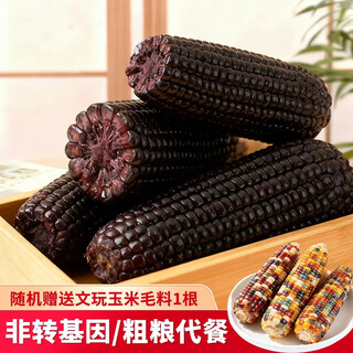 Jingxiansheng & black bear chuck shandong black corn 3jin jin is equal to 0.5kg 150-180g/root whole grain breakfast vacuum packaging straight from the source