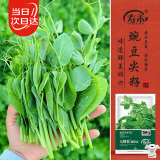 Shouhe pea tip seeds seedlings four seasons household potted vegetable seeds qixiannv pea tip seeds 200g*2 bags
