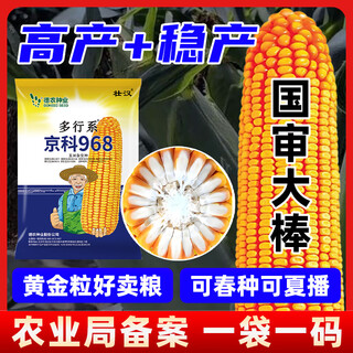 Zhuanghan national approval corn seed short stem lodging resistance drought high yield big stick academy of agricultural sciences upgrade stable yield hard grain corn seed new variety hard grain 4000 high yield stable yield