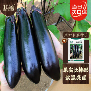 Beishu eggplant seed seedlings black and bright long eggplant balcony potted vegetable seeds black bright long eggplant seeds 50 capsules