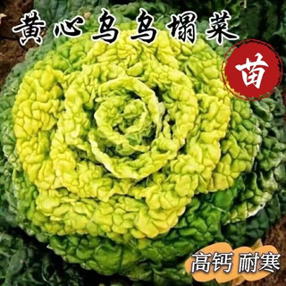 Cold-resistant yellow-hearted vegetable seedlings, chrysanthemum and cabbage seedlings, potted garden seedlings, easy to grow four-season vegetable seedlings in the courtyard, yellow-hearted vegetable seedlings (10 plants)